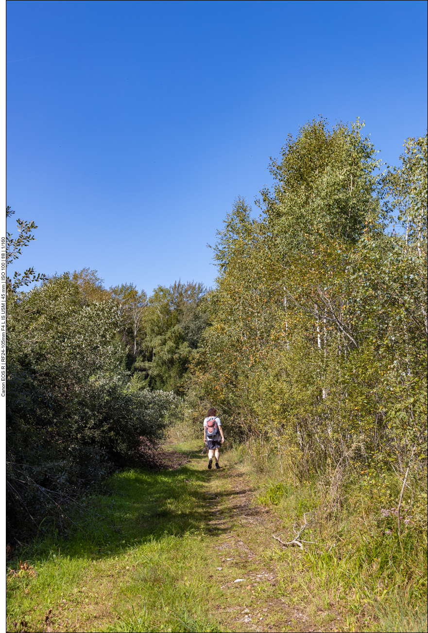 Lichtes Birkenwäldchen