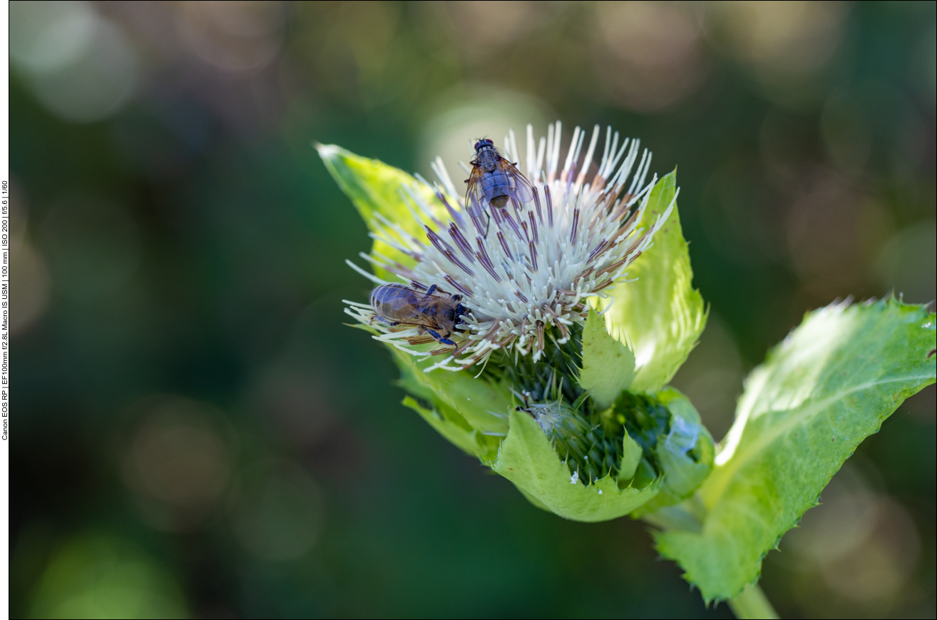 Biene und Fliege zu Gast auf einer Blüte