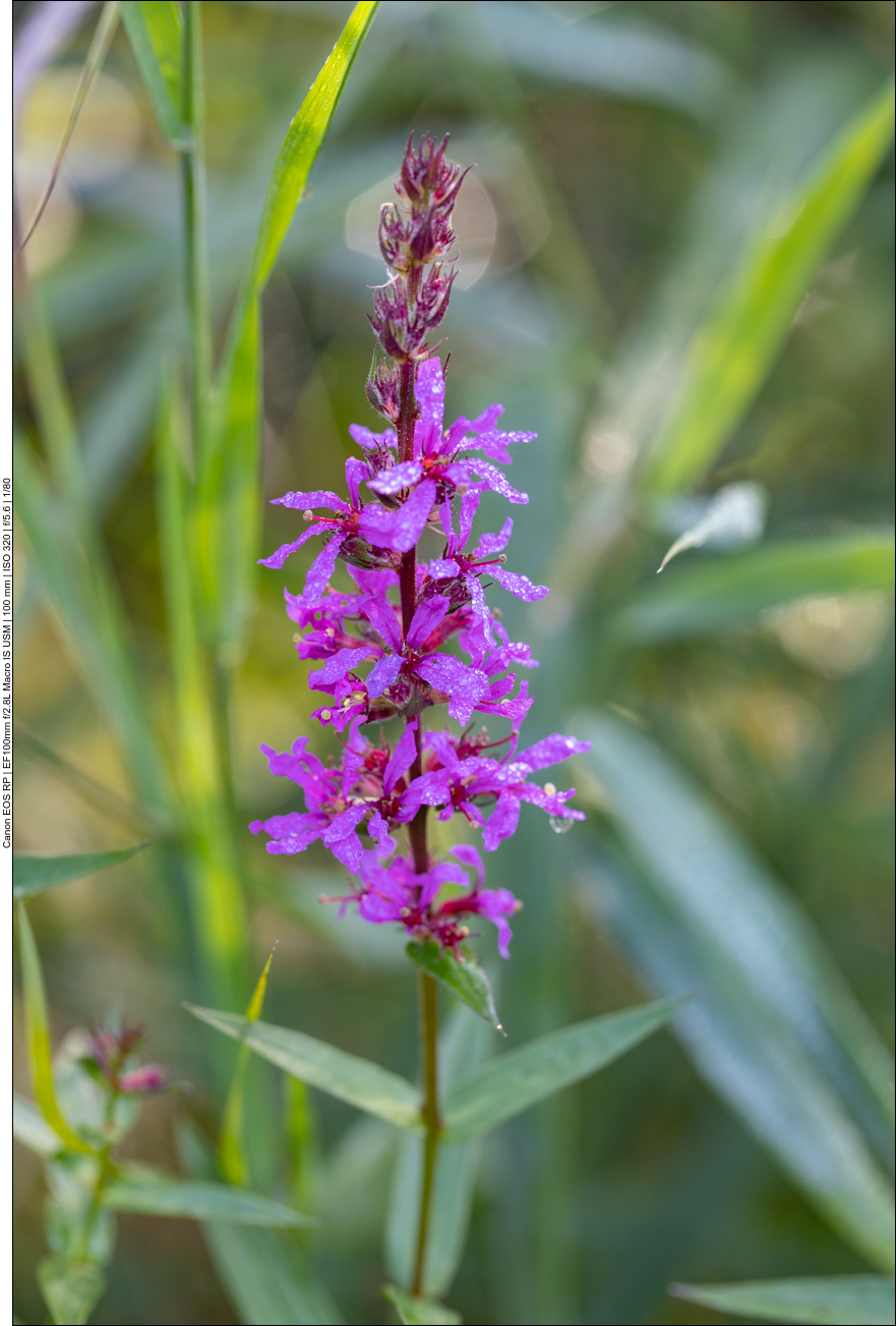 Gewöhnlicher Blutweiderich [Lythrum salicaria]
