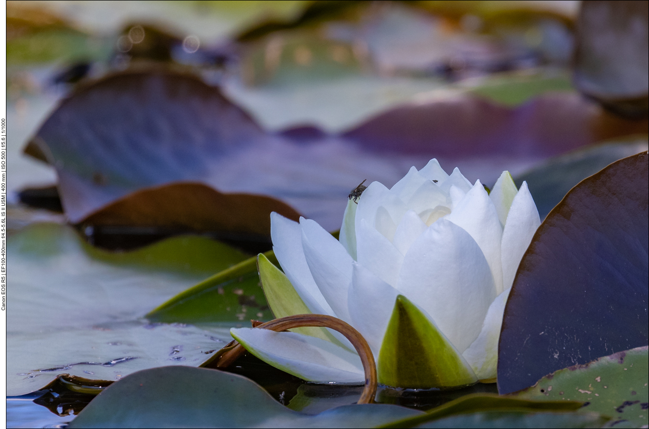 Seerose mit Fliege