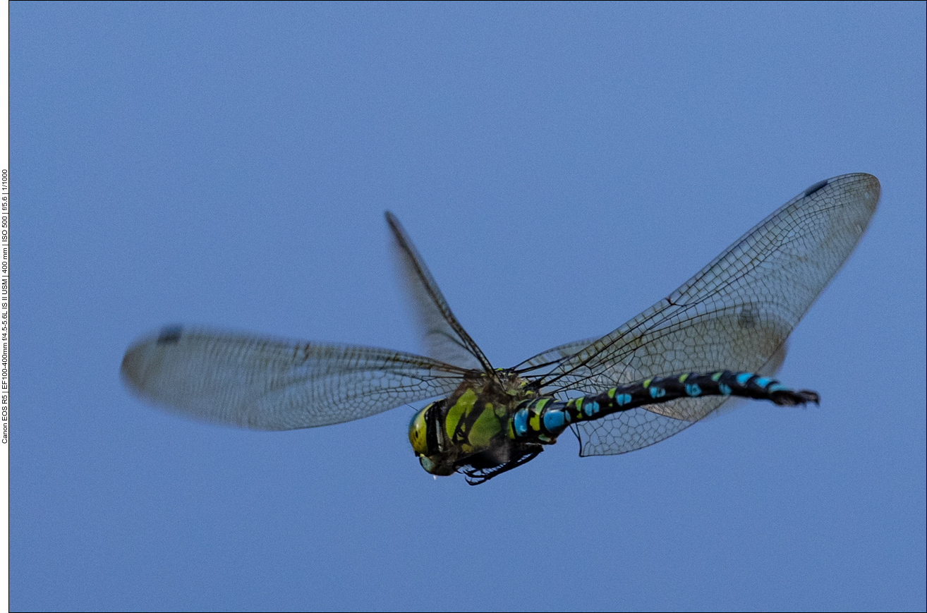Blaugrüne Mosaikjungfer [Aeshna cyanea]