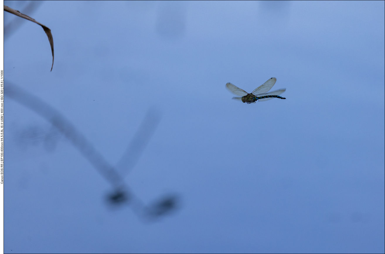 Pfeilschnelle Jäger ...