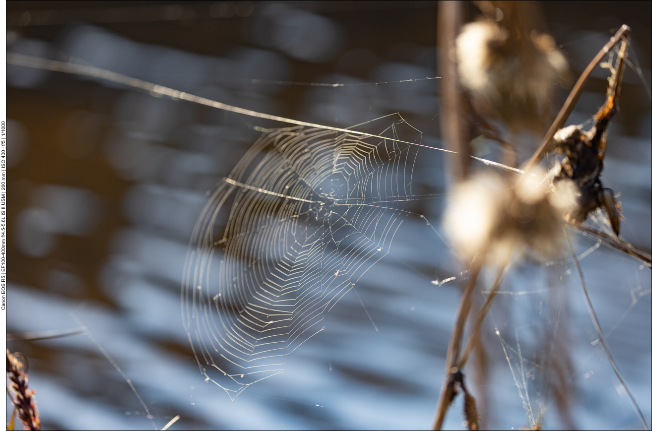 Am Ufer gibt es zahlreiche Spinnennetze