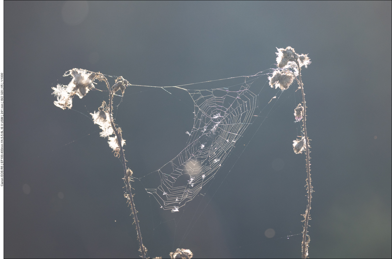 Bei manchen hält sich der Besitzer versteckt