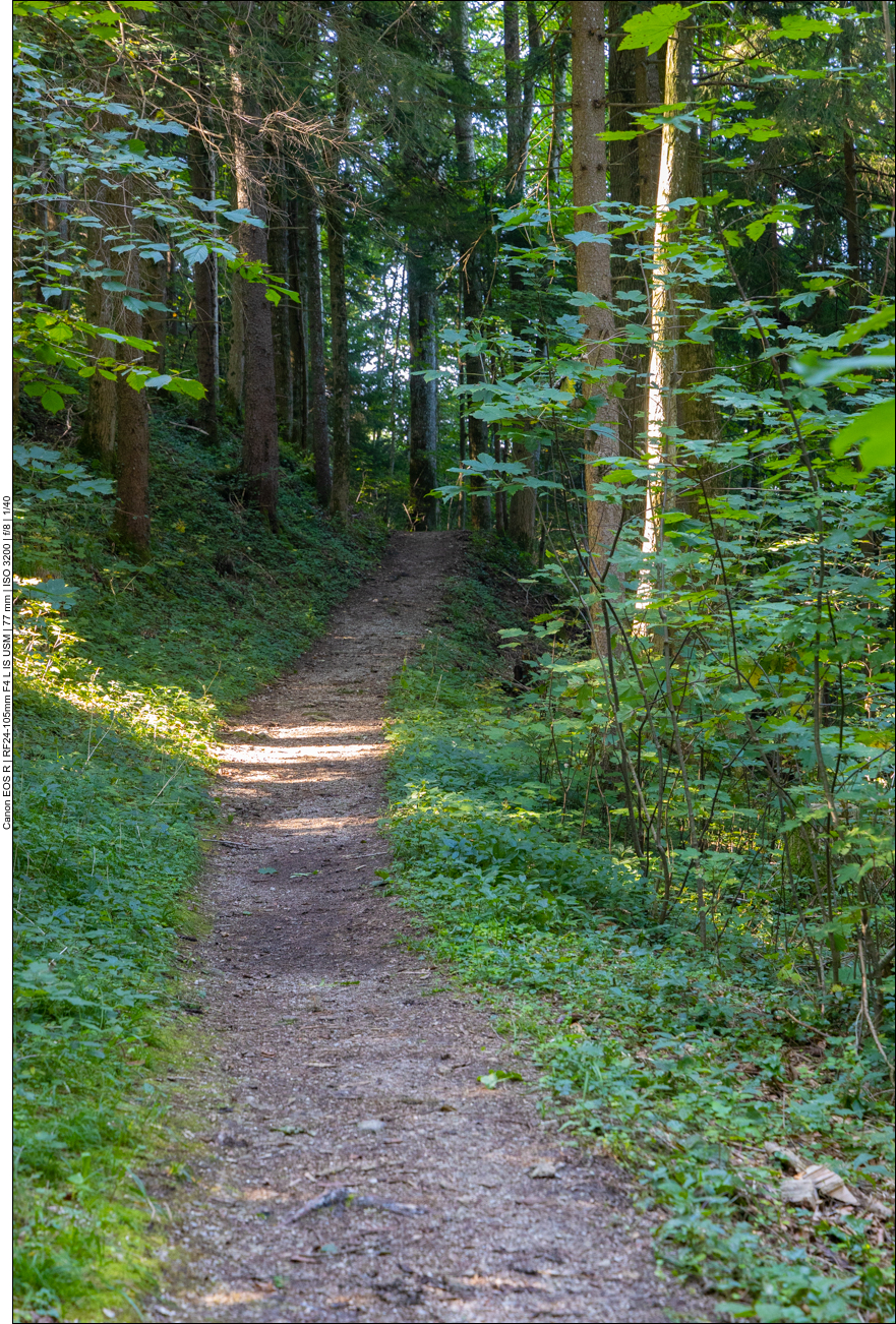 Nun geht es in den Wald hinauf
