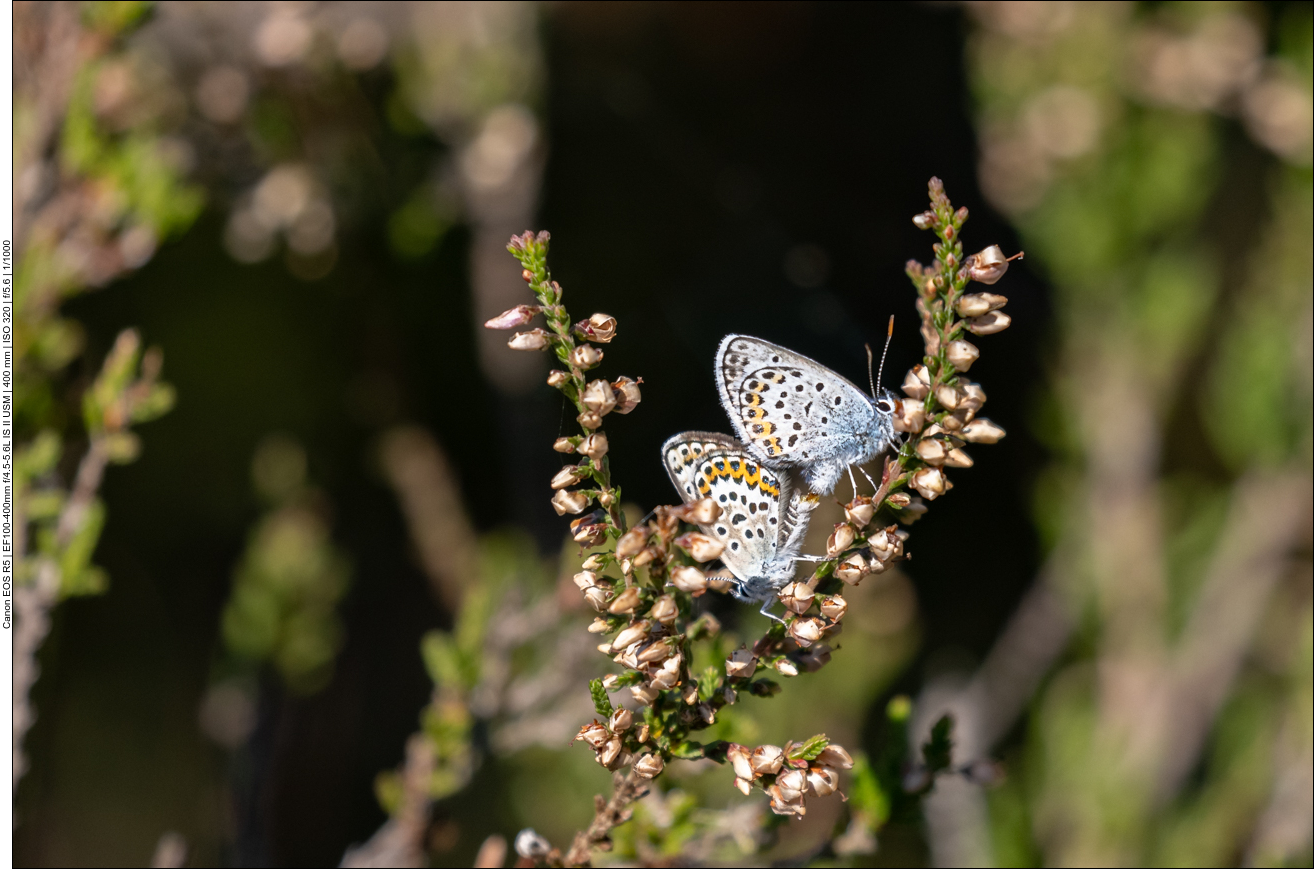 Schmetterlinge bei der Paarung