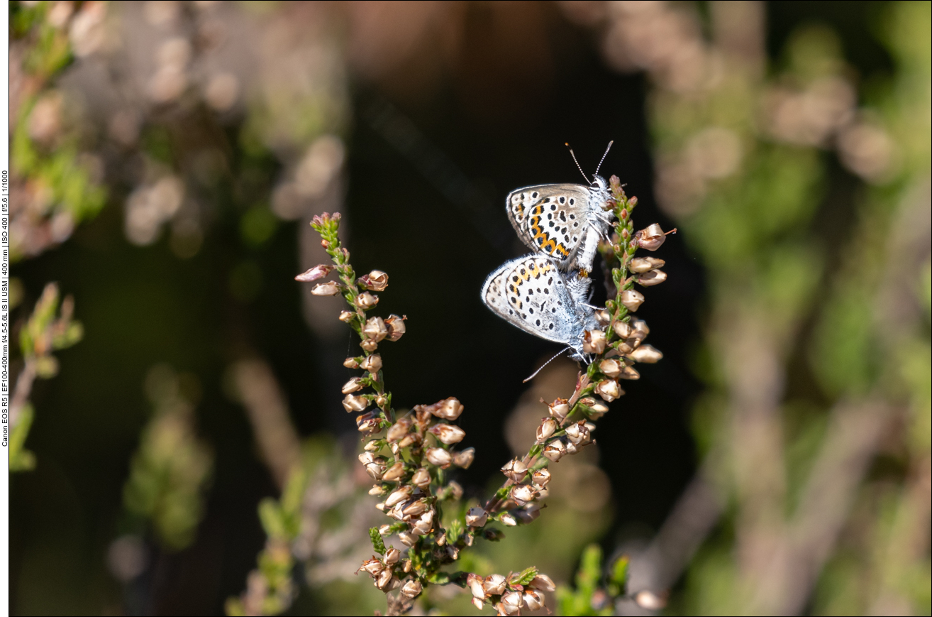 Schmetterlinge bei der Paarung
