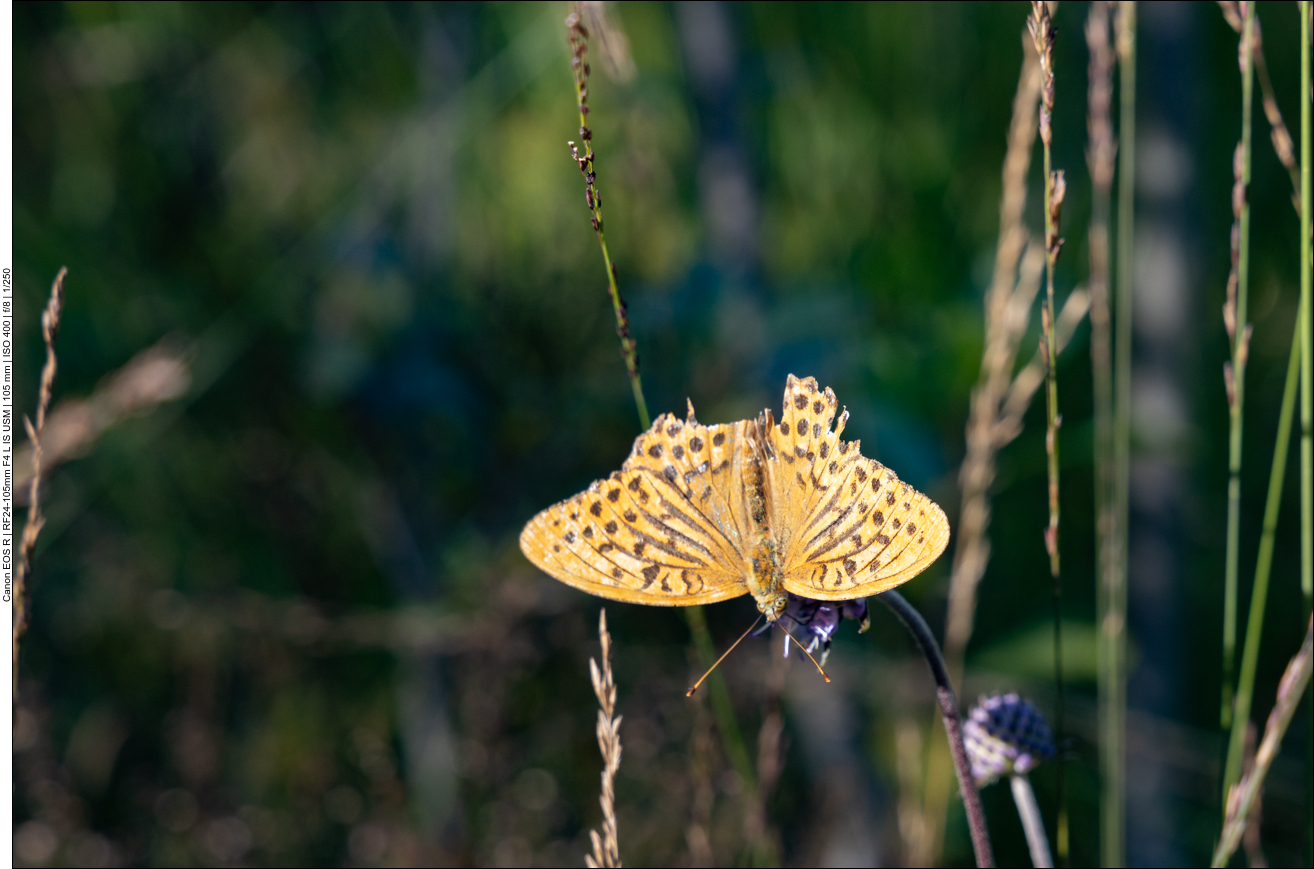 Im Moor gibt es noch einige Schmetterlinge zu bewundern