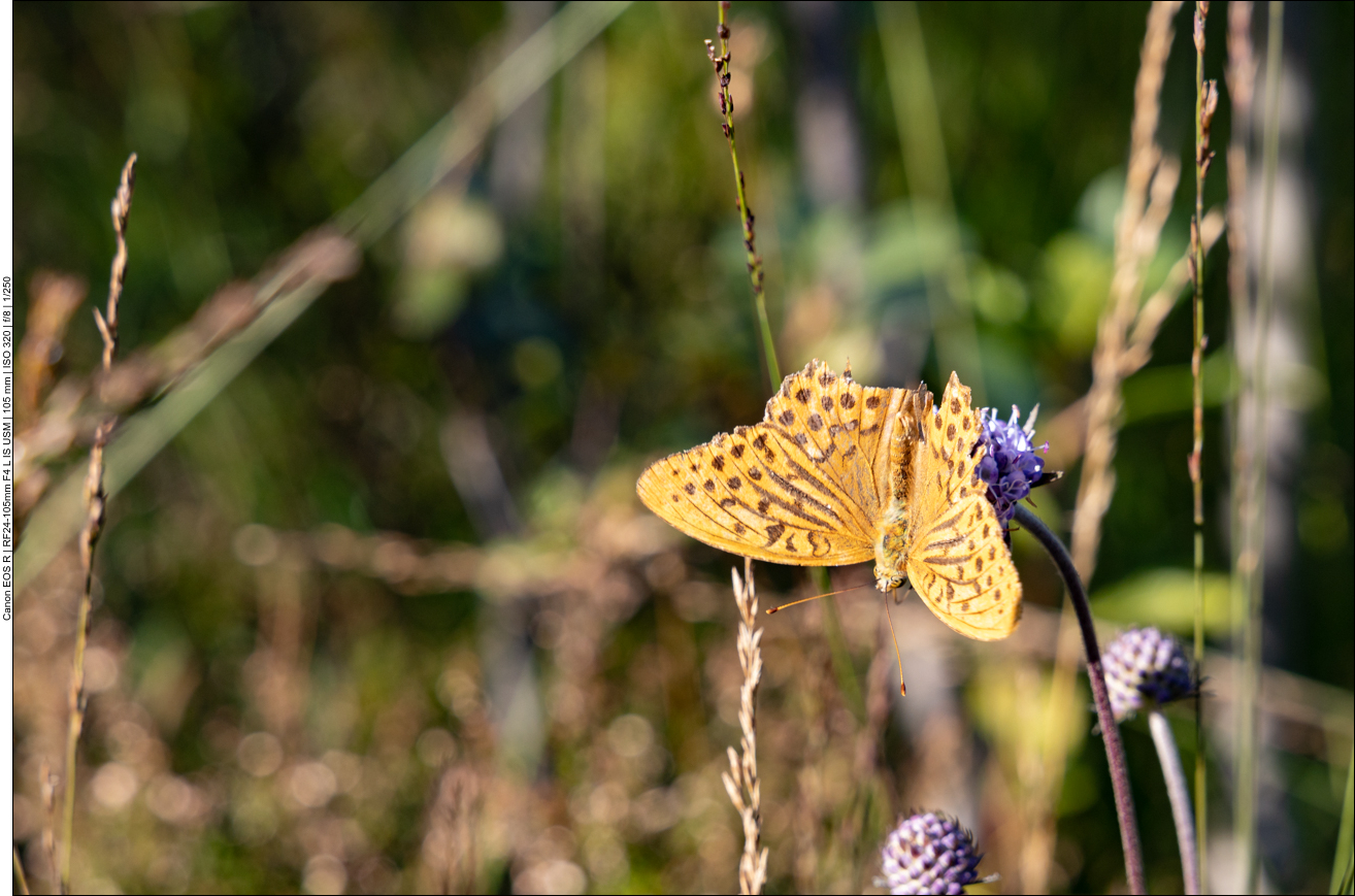 Schmetterling nascht am Abbisskraut
