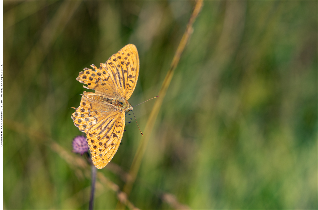 Leider sind die Flügel des Falters ...