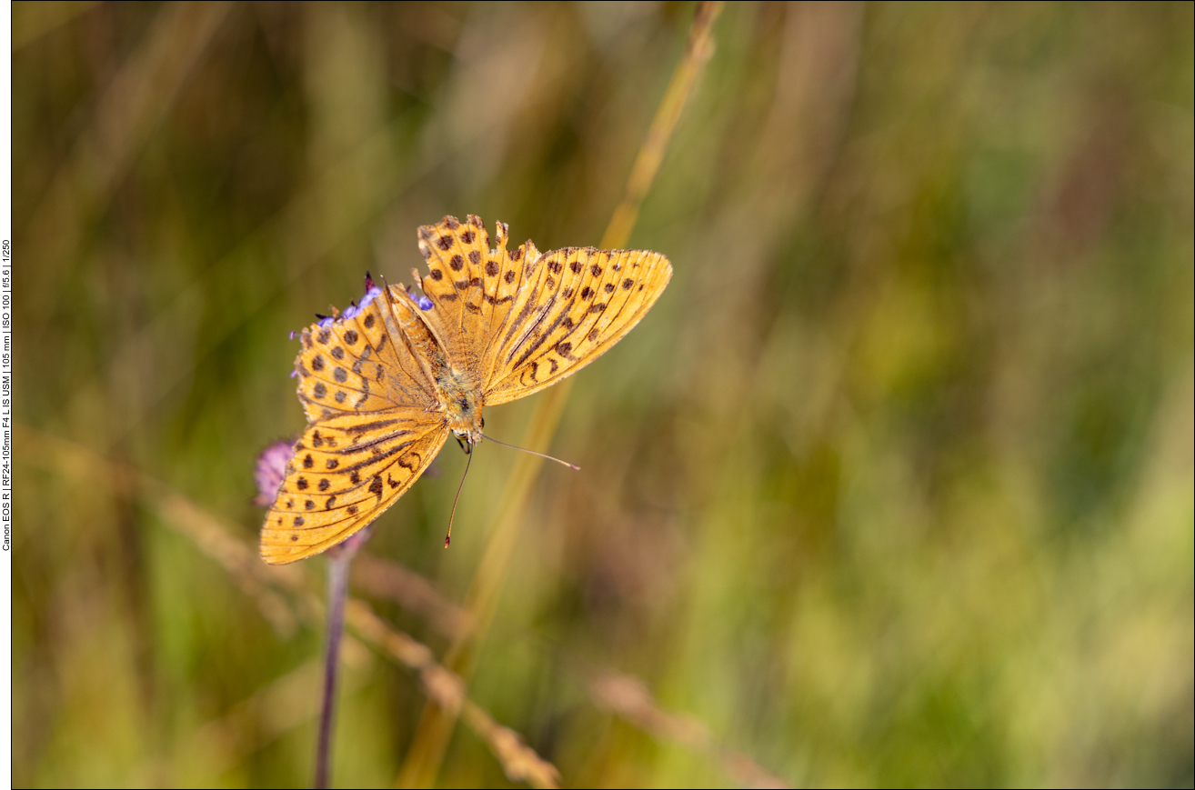 ... schon ziemlich zerfetzt :-(