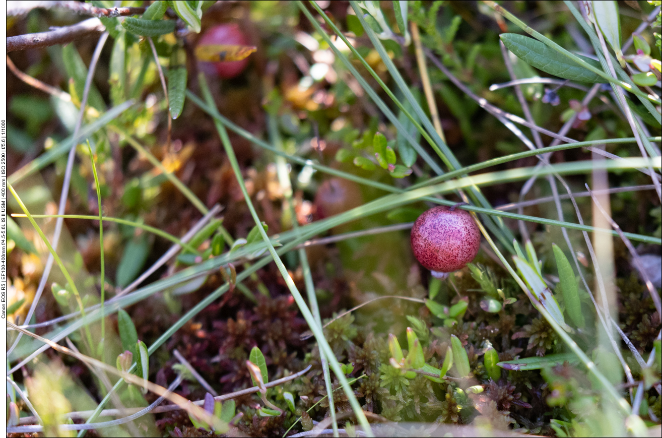 Gewöhnliche Moosbeere [Vaccinium oxycoccos]