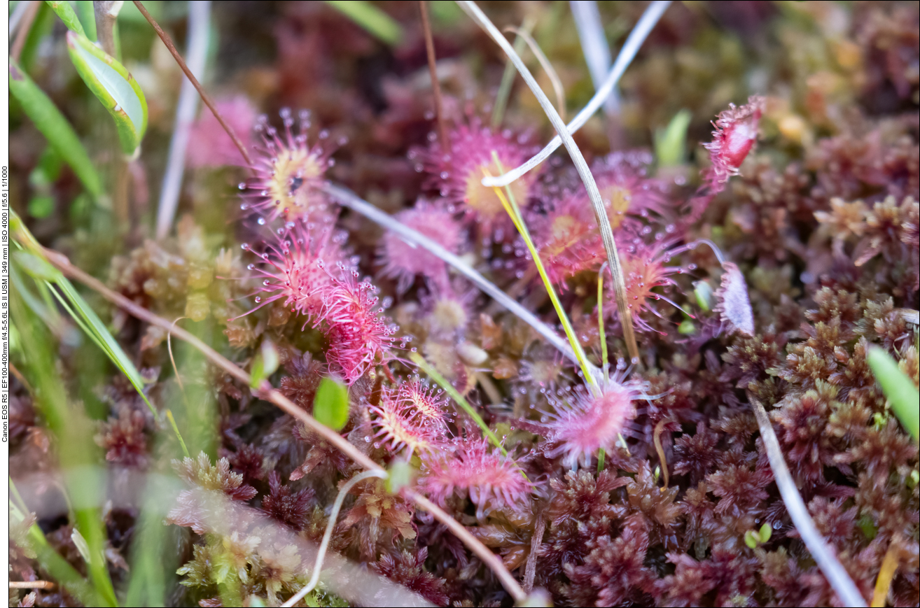 Rundblättriger Sonnentau [Drosera rotundifolia]