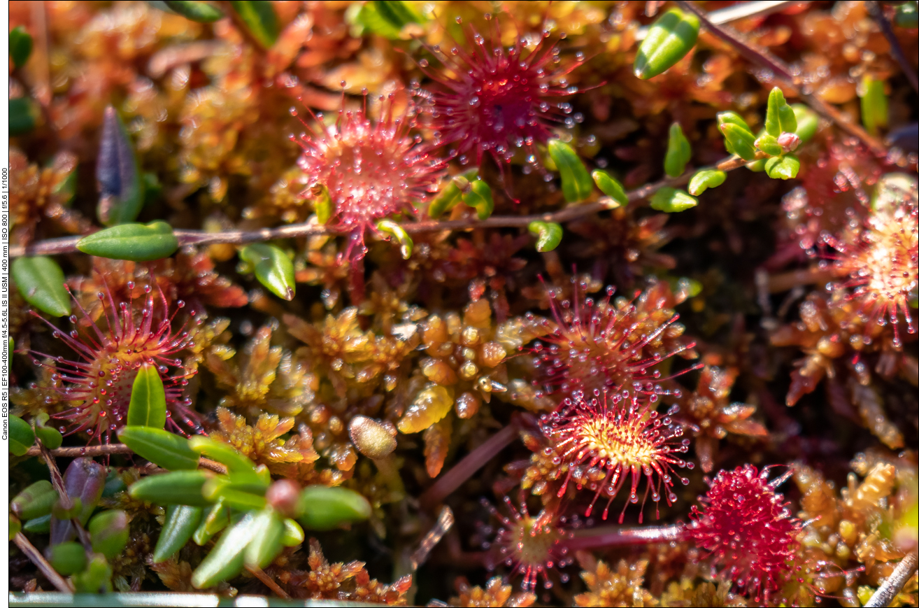 Der Sonnentau ist eine fleischfressende Pflanze