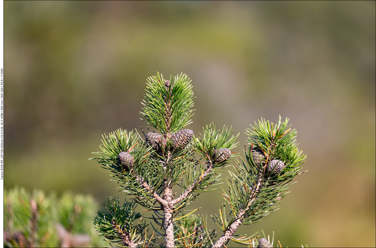 Bergkiefer [Pinus mugo]