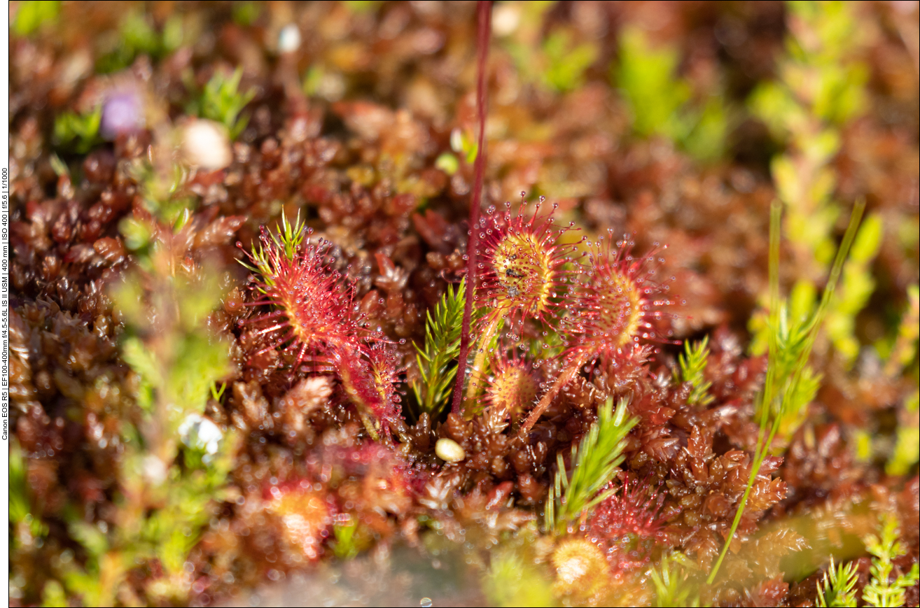 Alle in Deutschland vorkommenden Sonnentauarten durch die Bundesartenschutzverordnung geschützt