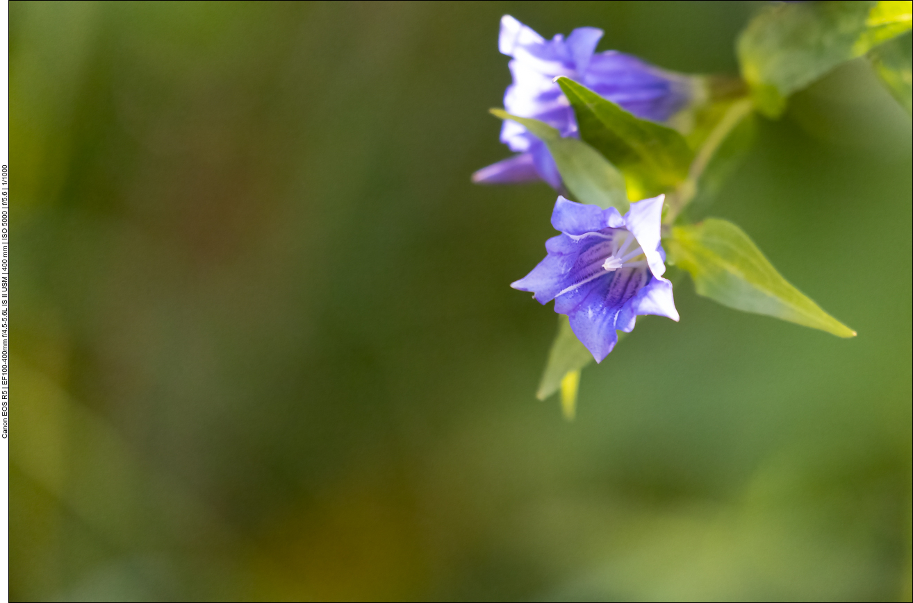 Glockenblume, aber welche?