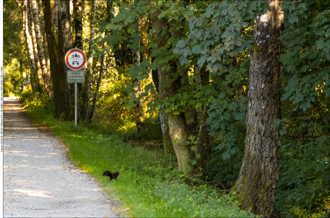 Flüchtendes Eichhörnchen