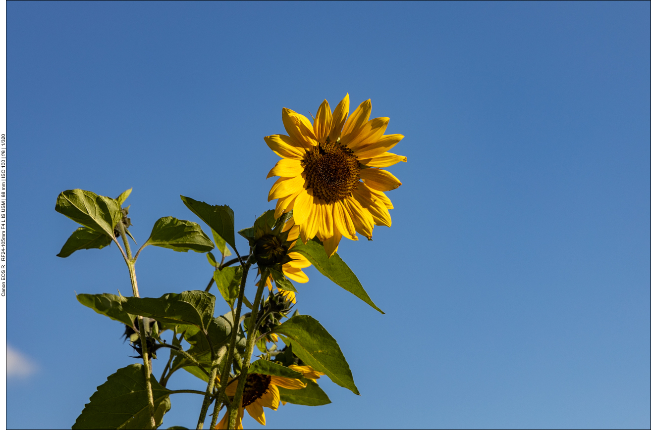 Sonnenblume [Helianthus annuus]