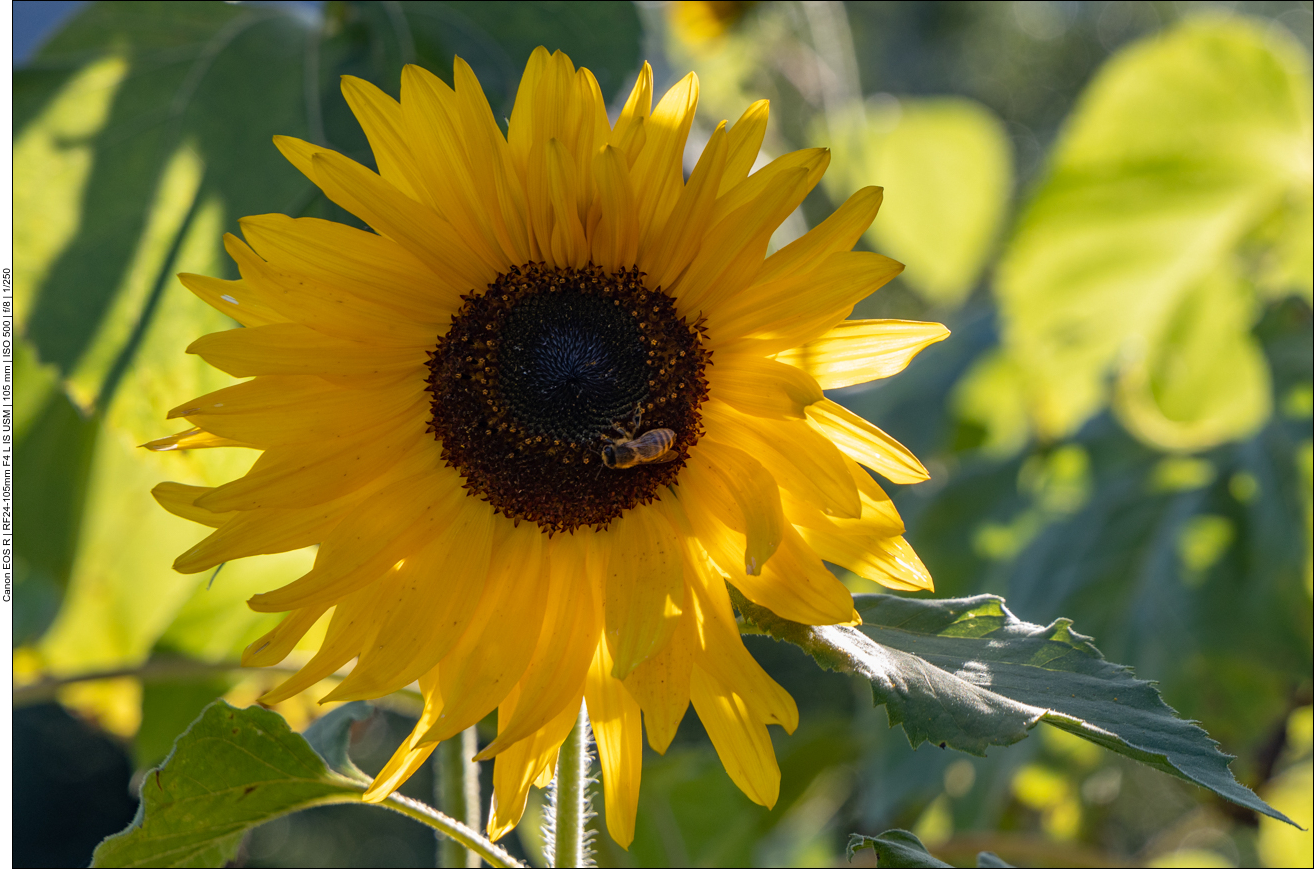 Sonnenblume mit Bienen-Besuch