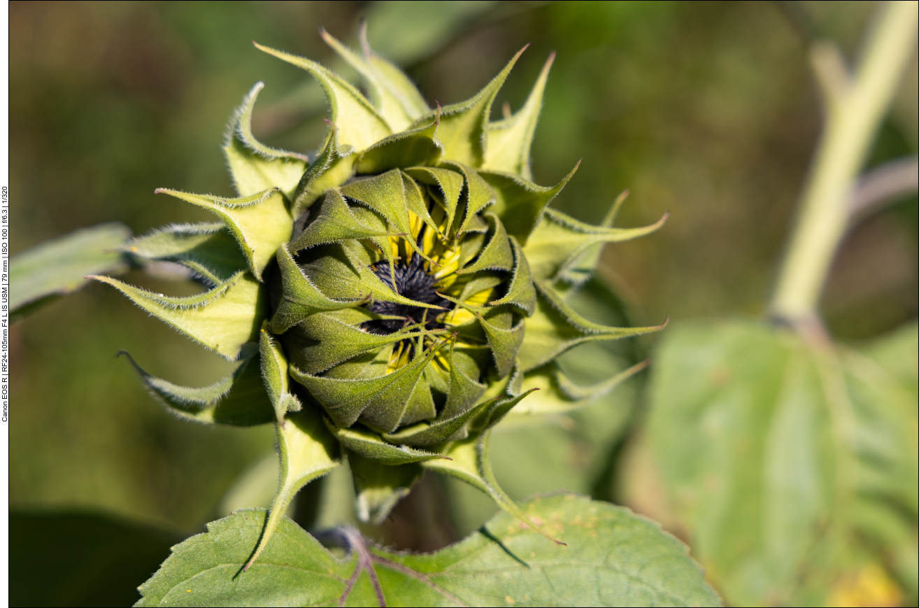 Hier ist die Blüte noch geschlossen