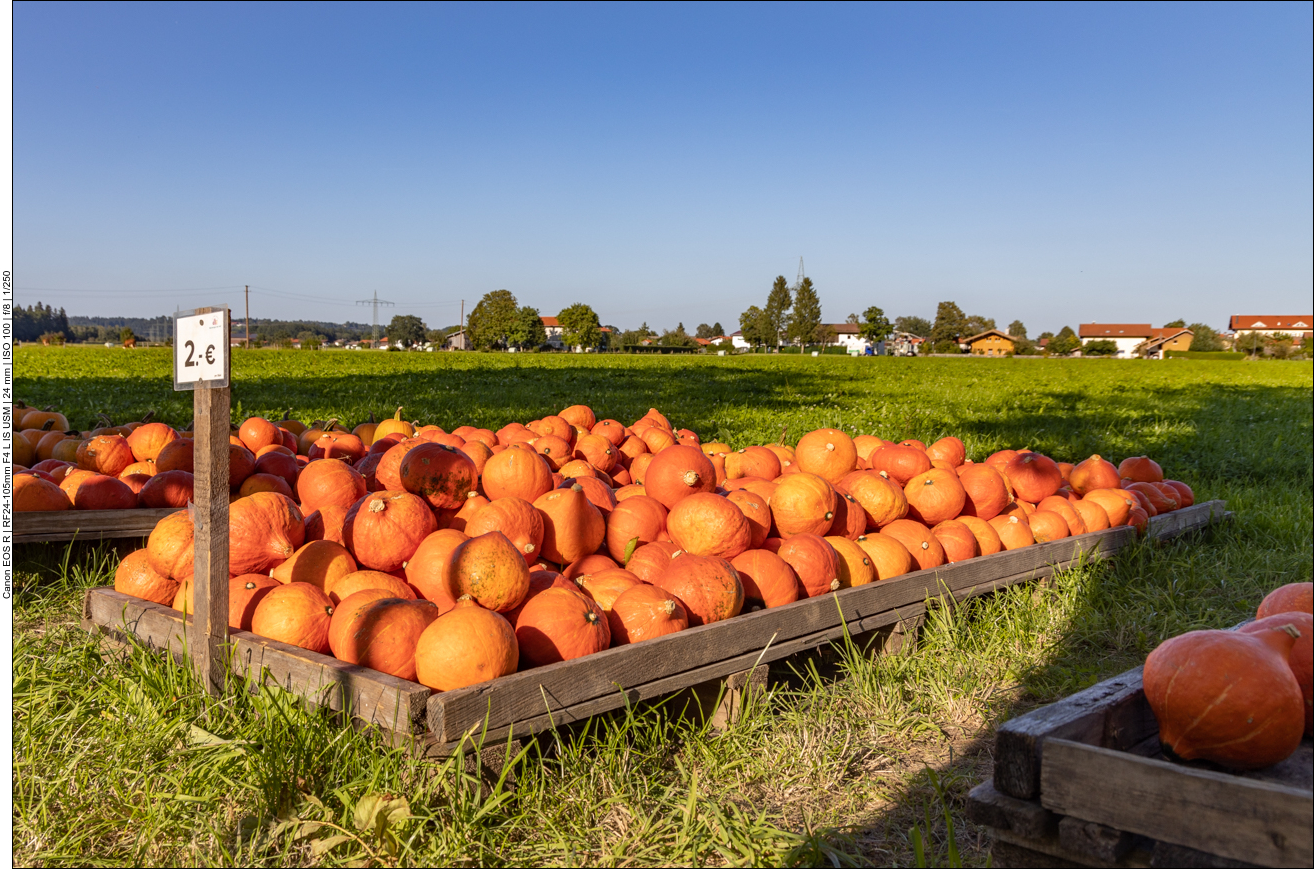 Schon hat die Zeit für Kürbisse begonnen