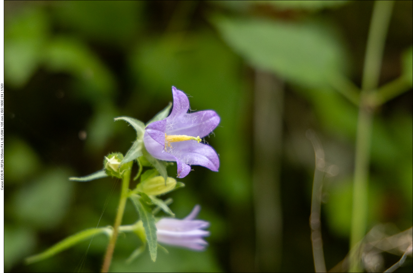 Nesselblättrige Glockenblume [Campanula trachelium]