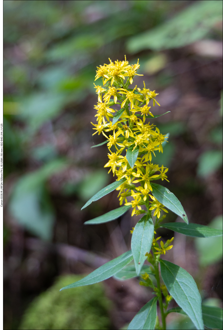 Gewöhnliche Goldrute [Solidago virgaurea]