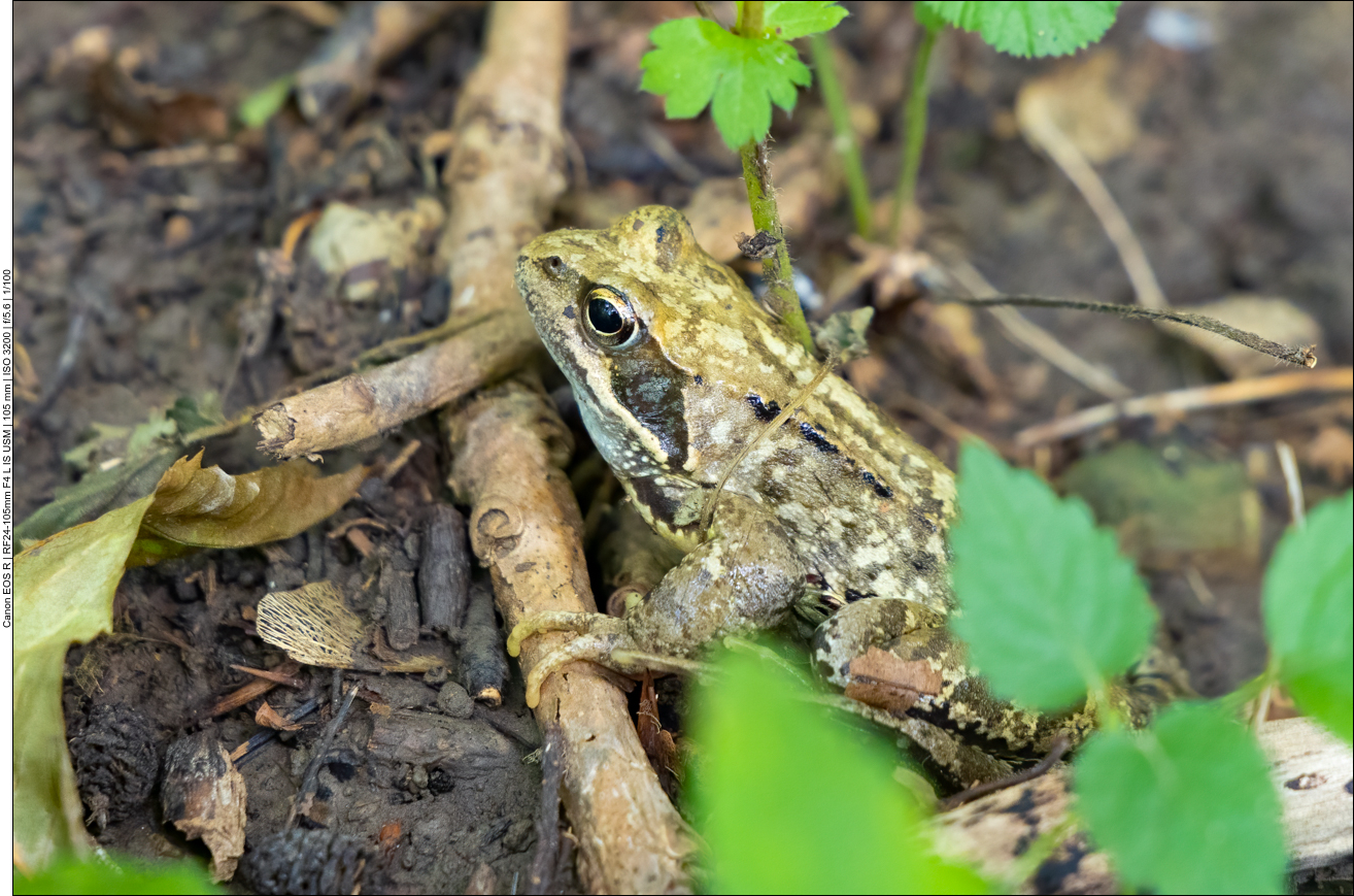 Netter Frosch am Wegesrand