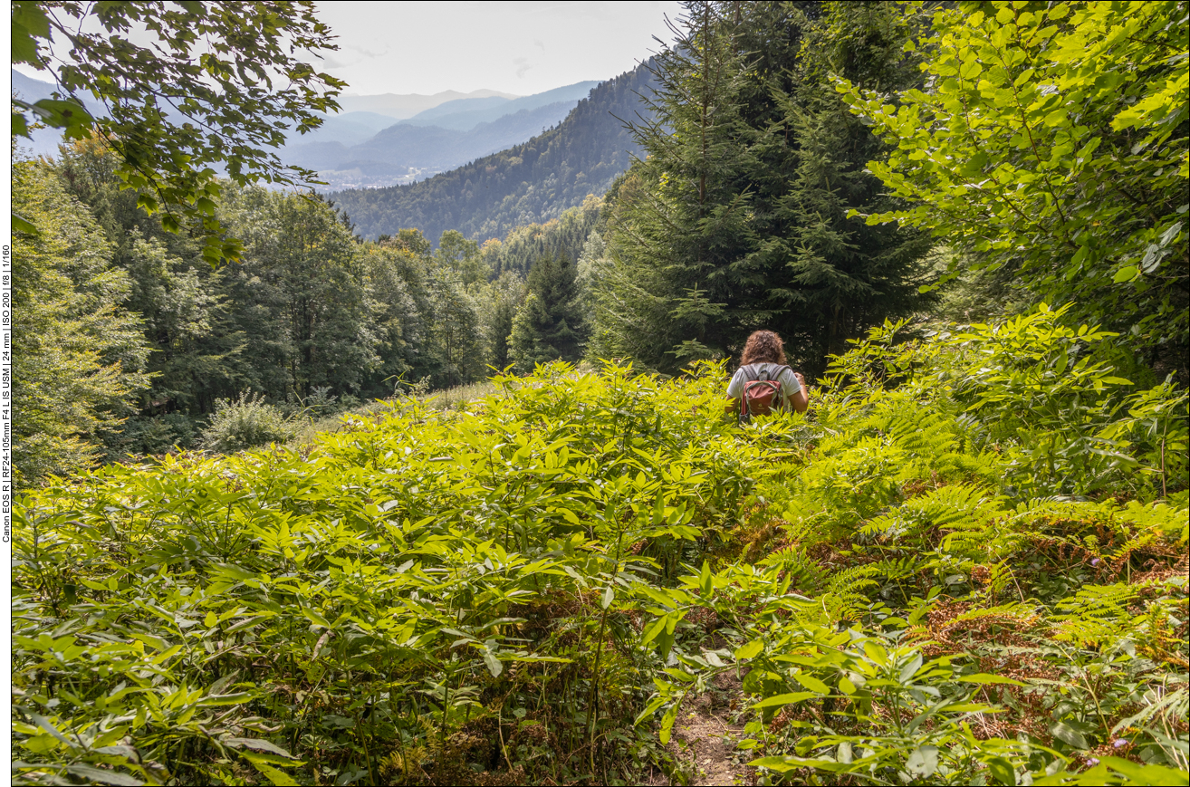 ... auf einen kaum auszumachenden Pfad mit Brennesseln und Stachelgebüsch