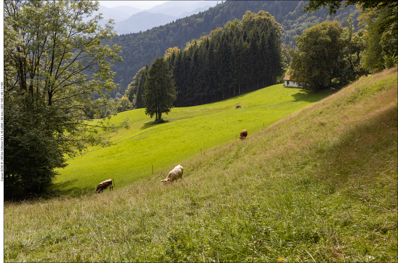 Über die Weide mit den Kühen wollen wir lieber nicht abkürzen