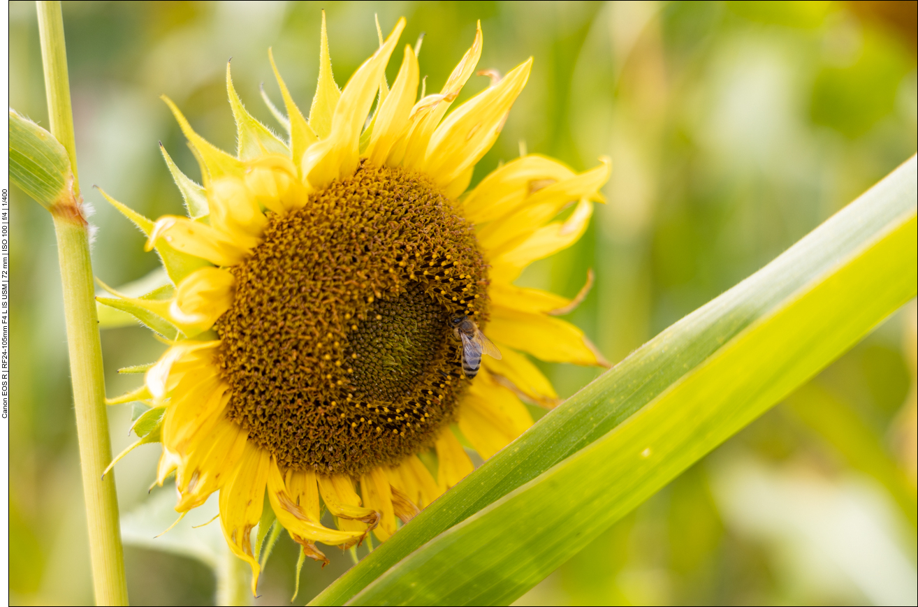 Sonnenblume mit Biene