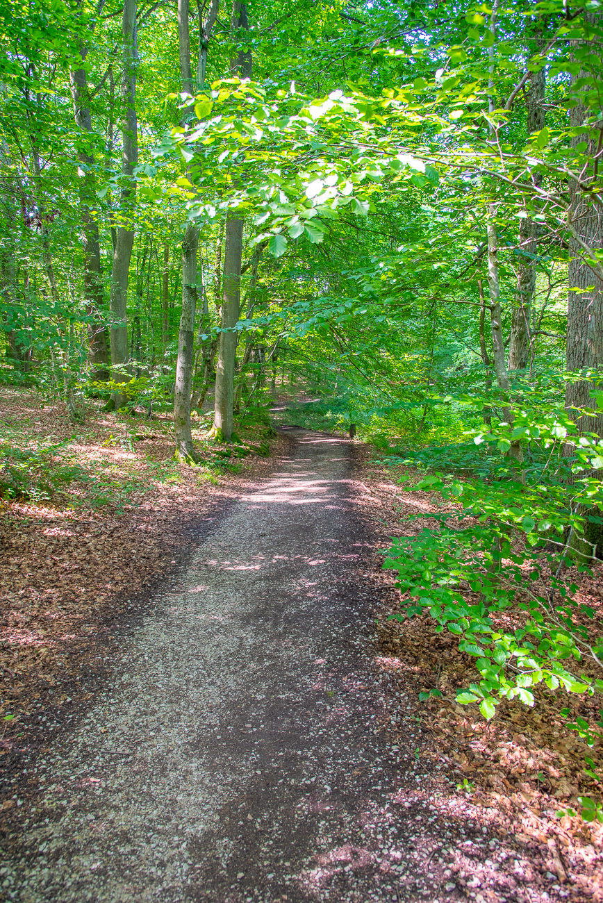 Durch den Buchenwald