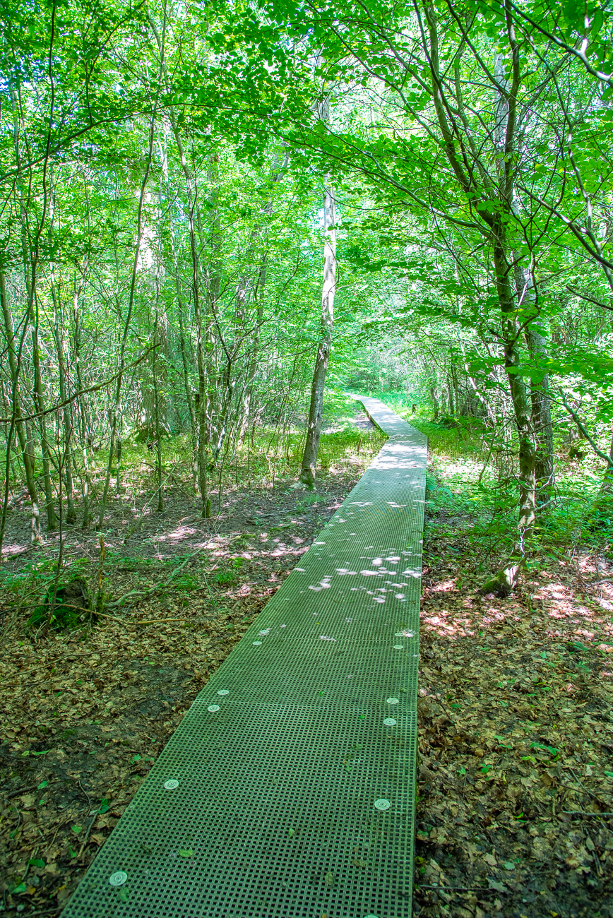 Steg über feuchtem Untergrund