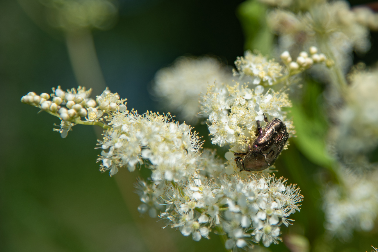 Käfer nascht am Nektar