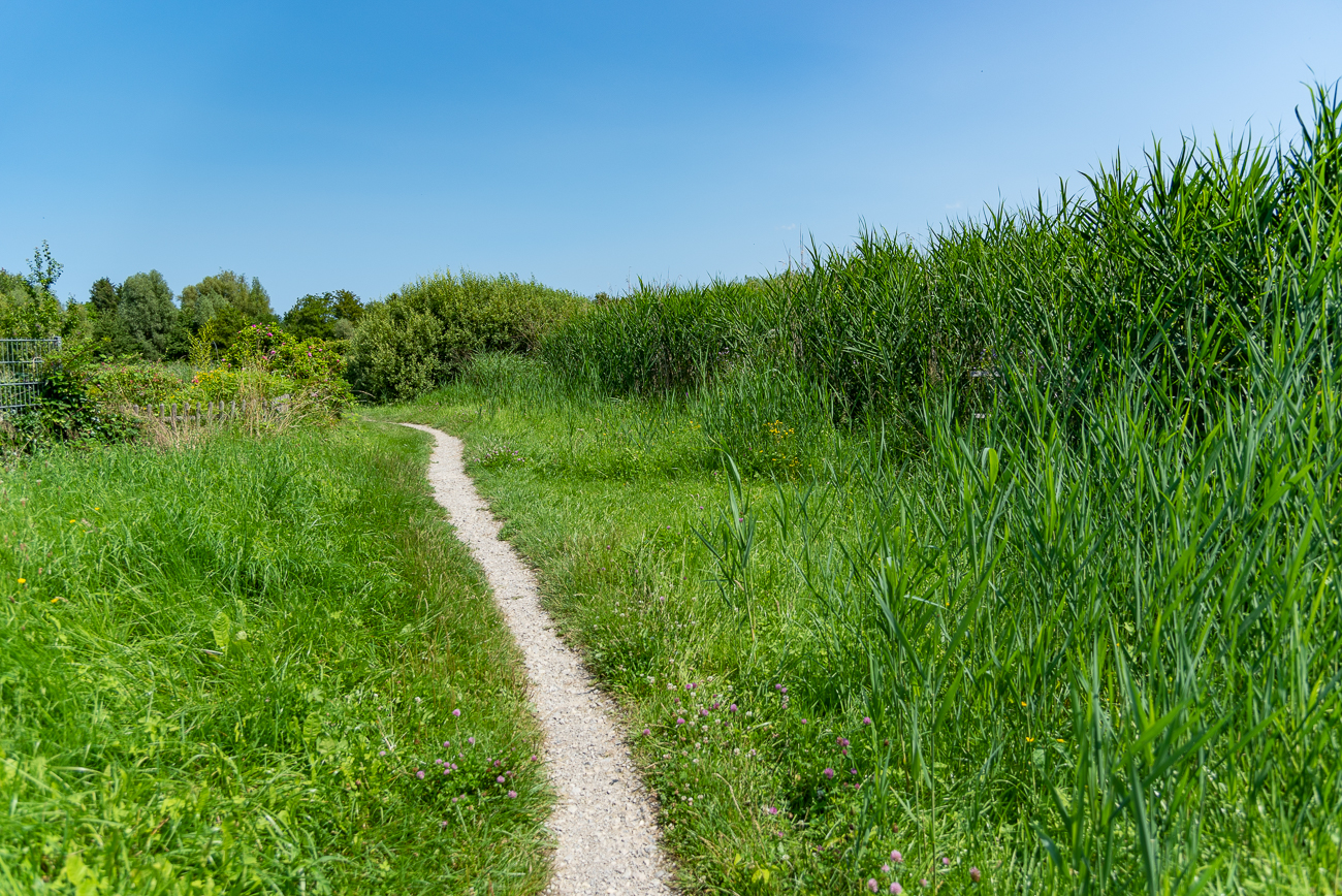 Pfad durch das Schilf