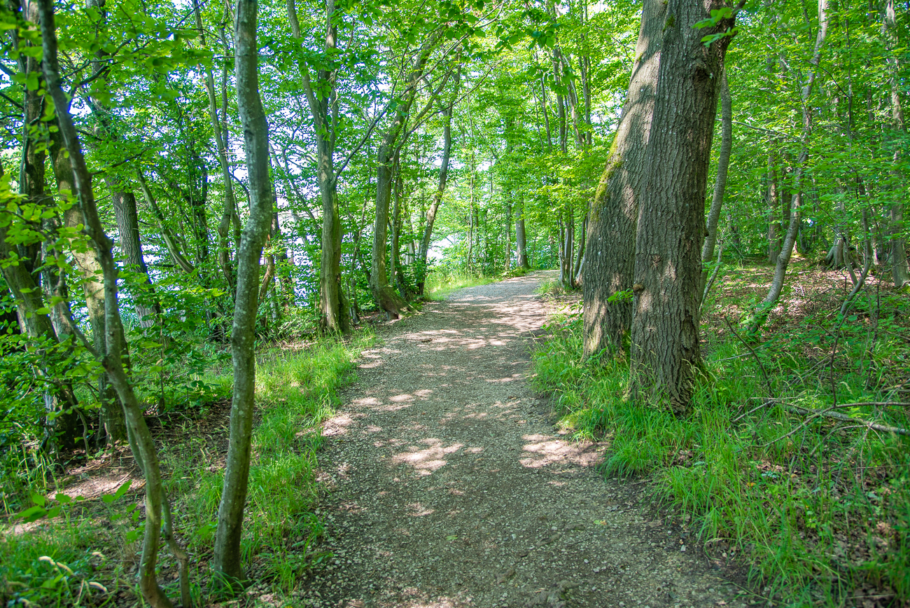 Wieder ein Stück durch einen Wald