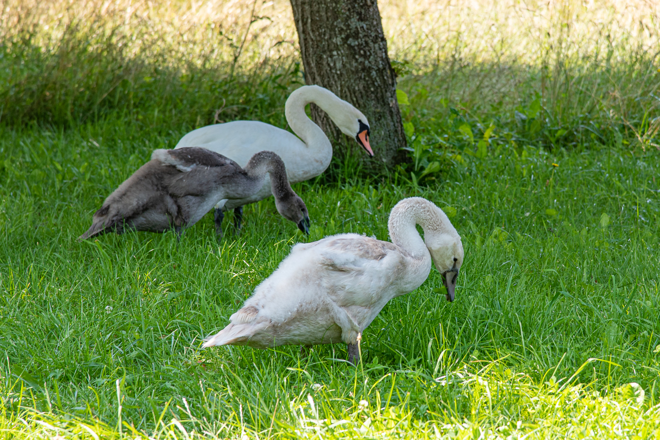 Familie Schwan beim Grasen