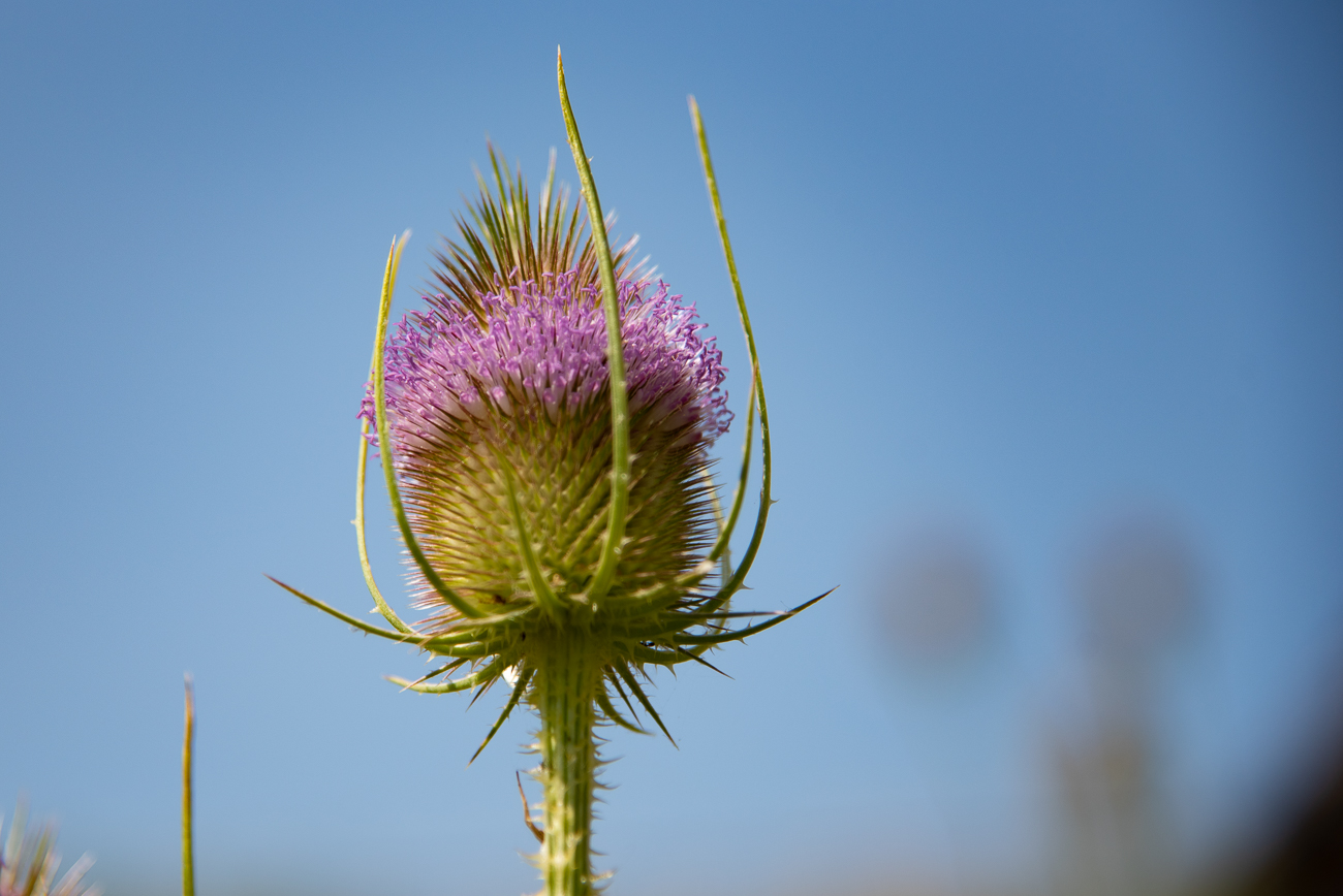 Wilde Karde [<em>Dipsacus fullonum</em>]