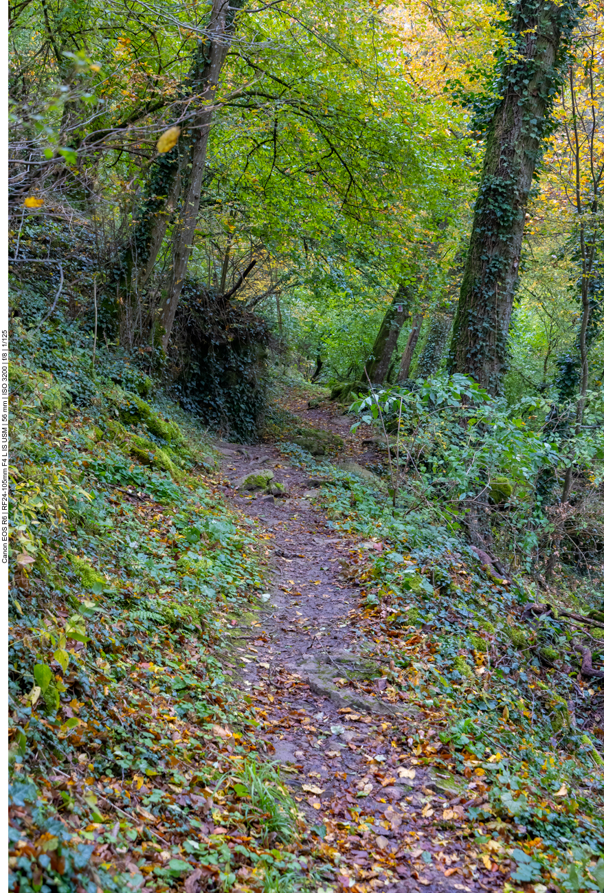 Die meiste Zeit laufen wir auf solchen Pfaden durch den Wald