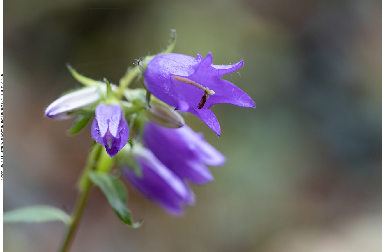 Büschel Glockenblume [Campanula glomerata]