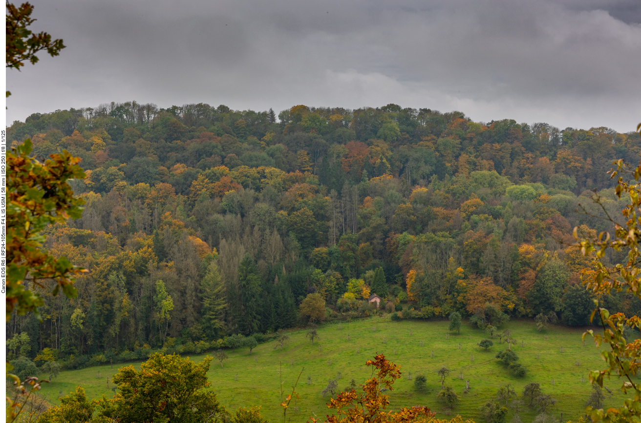 Herbstlicher Wald