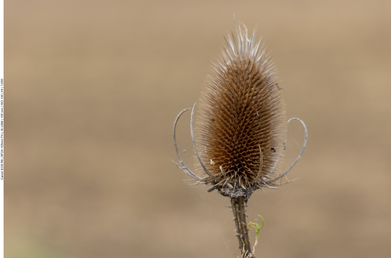 Wilde Karde [Dipsacus fullonum]