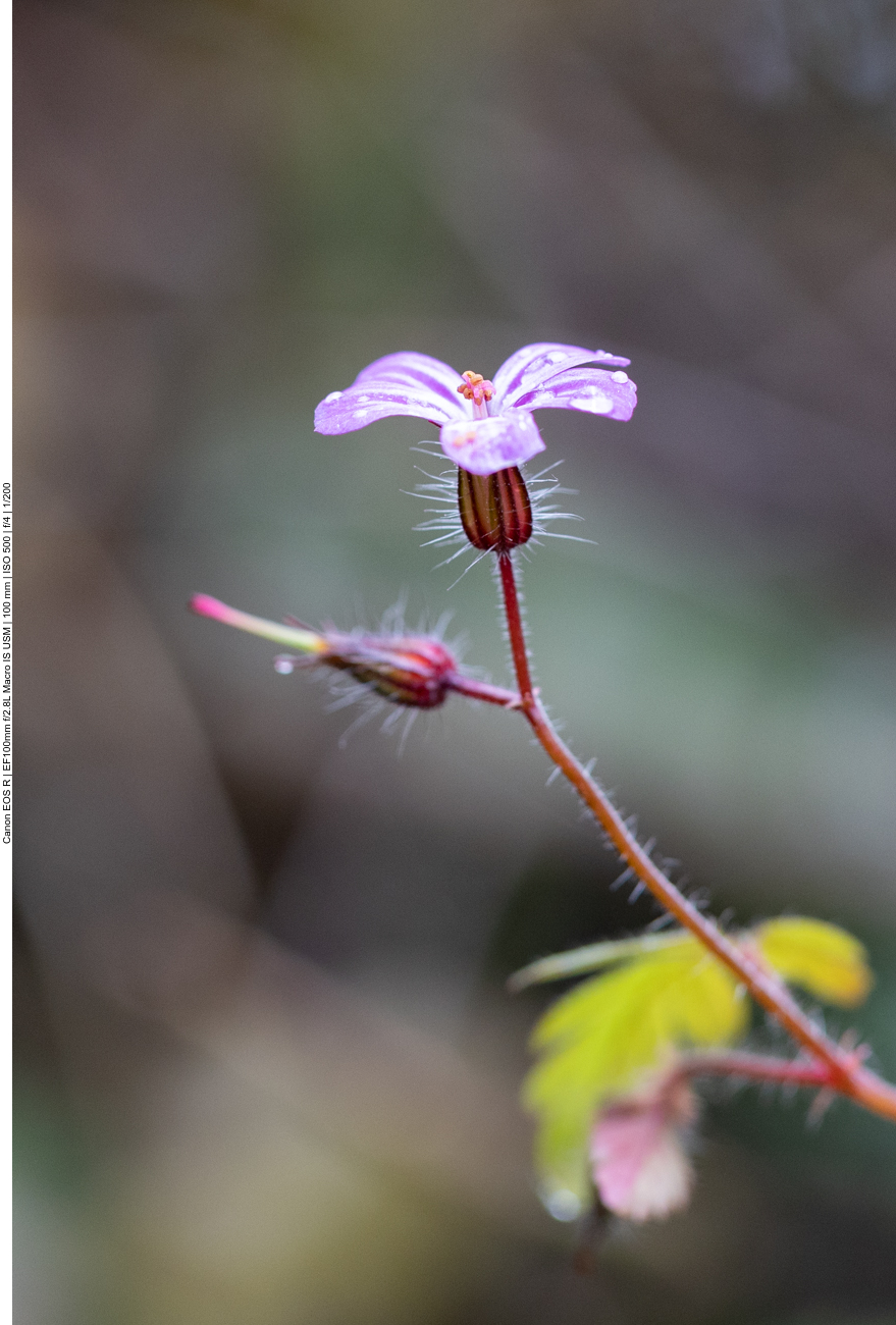 Stinkender Storchenschnabel [Geranium robetianum]