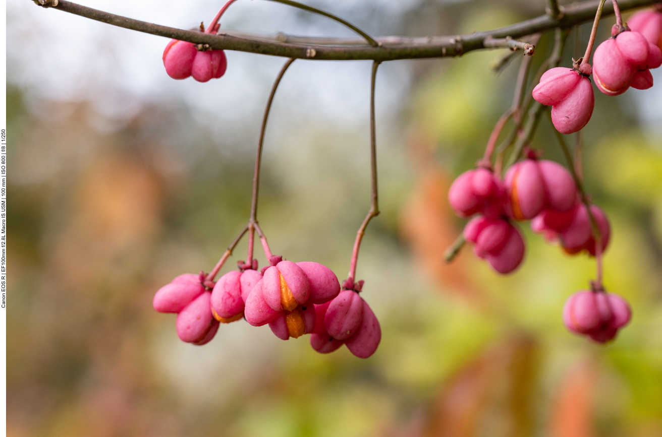 Gewöhnlicher Spindelstrauch [Euonymus europaeus]