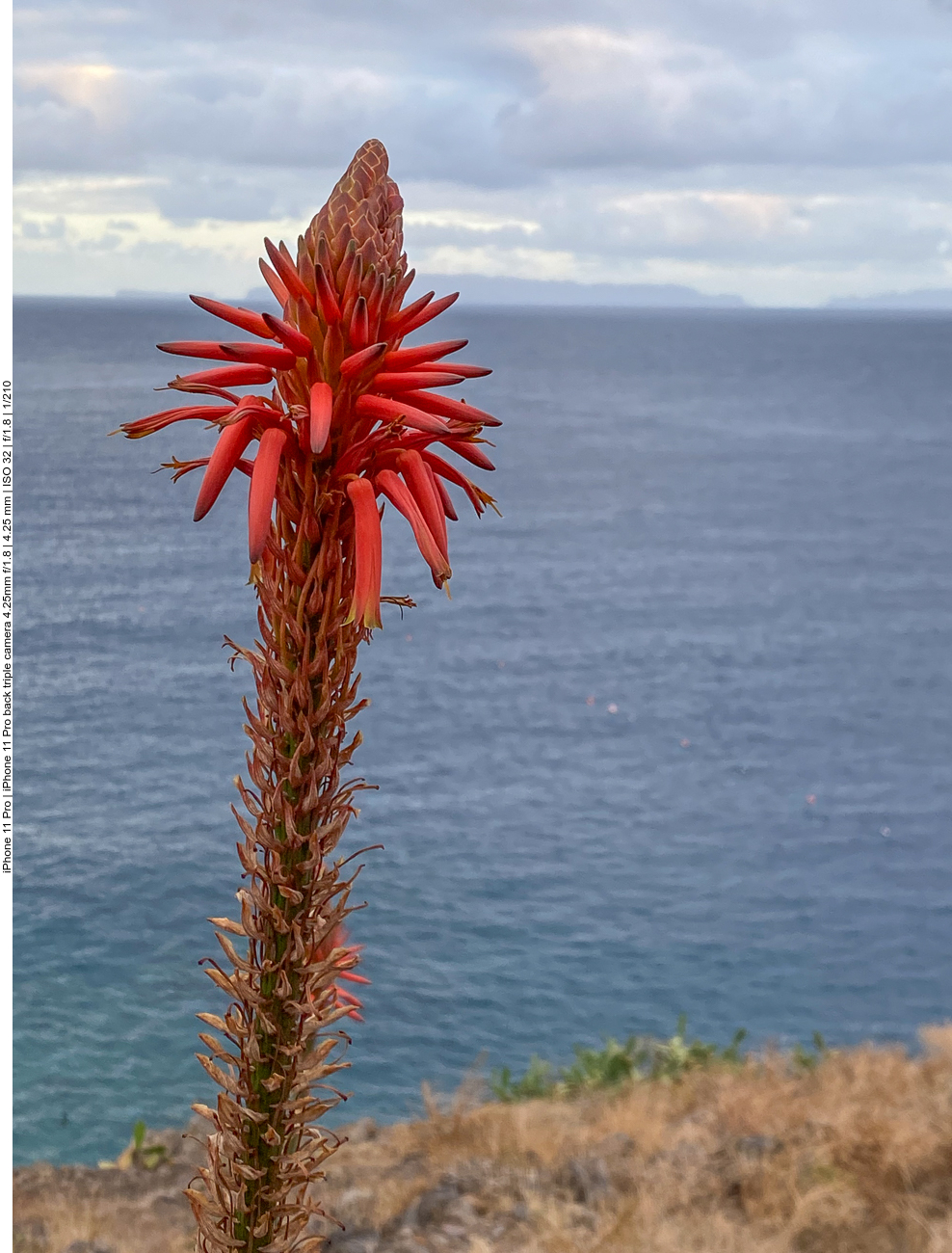 Aloe arborescens [Aloe arborescens]