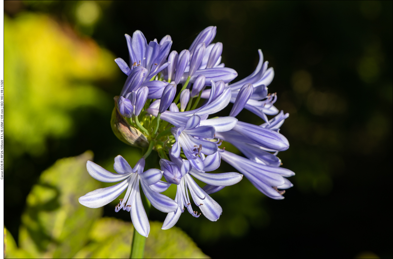 Schmucklilie [agapanthus praecox]