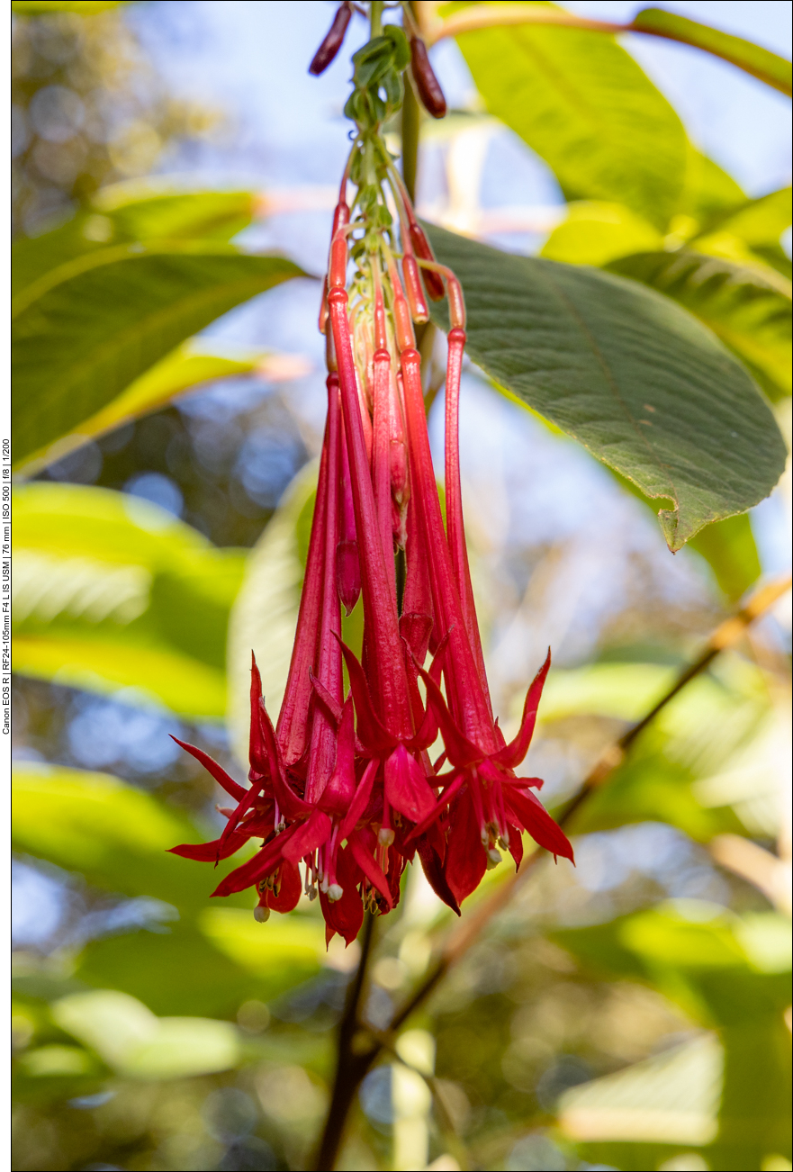 Bolivianische Fuchsie [Fuchsia boliviana]