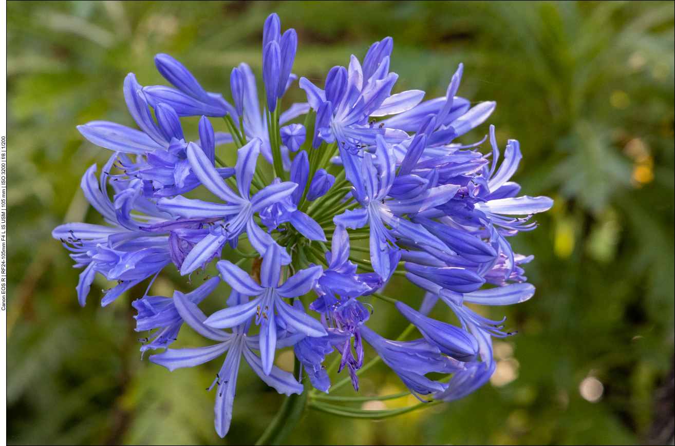 Schmucklilie [agapanthus praecox]