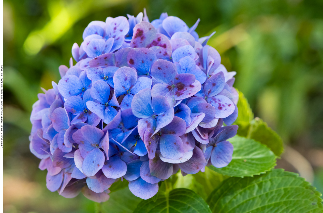 Hortensie [Hydrangeamacrophylla]